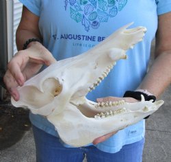 Authentic Wild Boar Skull 11 inches For Sale for $45
