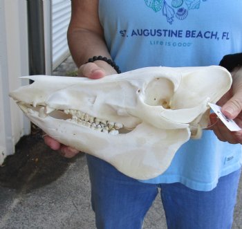 Authentic Wild Boar Skull 11 inches For Sale for $45