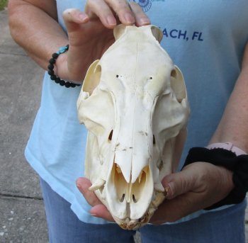 Buy this Authentic Wild Boar Skull 11 inches for $45