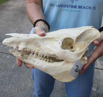 Buy this Authentic Wild Boar Skull 11 inches for $45