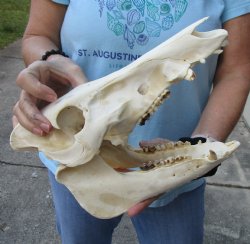 Buy this Authentic Wild Boar Skull 12-1/2 inches for $45