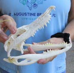 Damaged Florida Alligator Skull, (Damaged Nose) 8 inches - Buy now for $20
