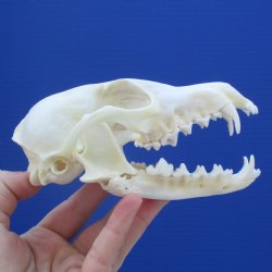 5-1/2" Farmed Fox Skull - $37