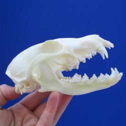 5" Farmed Fox Skull - $37