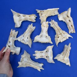 10 Hog Sacrum Bones, 3" to 4" - $25
