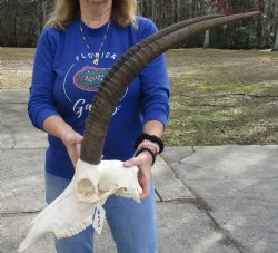 Authentic Female Sable Skull with 26" Horns - $190