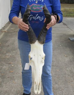 African Male Red Hartebeest skull with 23 inch horns available for sale - $110