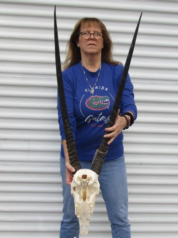 Gemsbok Skull with 33 inch horns for sale - $150