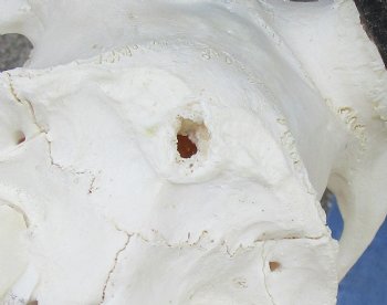 Gemsbok Skull with 33 inch horns for sale - $150