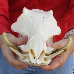 12" African Warthog Skull with 5" Ivory Tusks - $95