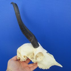 B-Grade 8-1/2" Female Springbok Skull with 8-1/2" Horns - $39