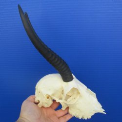 B-Grade 8" Female Springbok Skull with 8" Horns - $39