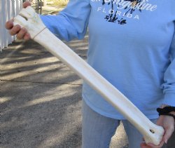 Real 25 inch giraffe metatarsal leg bone for sale - $100