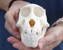 6 inches Sub-Adult Chacma Baboon Skull for Sale (CITES# P-000007981) for $110