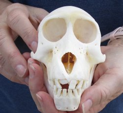 5-1/4 inches Juvenile Chacma Baboon Skull for Sale (CITES# P-000007981) for $95