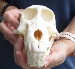 7 inches Sub-Adult Chacma Baboon Skull for Sale (CITES# P-000007981) for $110
