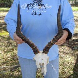 African Impala Skull Plate with 17-18" Horns - $60