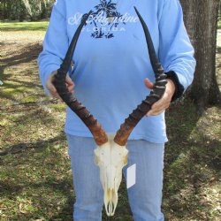 African Impala Skull with 20-21" Horns - $105