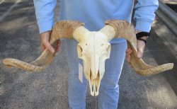 African Merino Ram/Sheep Skull with 23 and 24 inch Horns - $140
