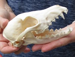 Authentic African Black-Backed Jackal Skull, 6 inches. For Sale for $55