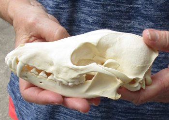 African Black-Backed Jackal Skull, 6-1/4 inches. for sale $55