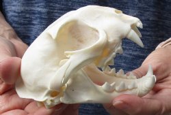 A-Grade 4-3/4 inch Genuine African Caracal Cat Skull (CITES P-000007981) for $80