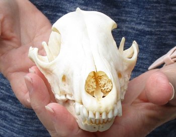 Authentic African Black-Backed Jackal Skull, 6-3/4 inches. For Sale for $55