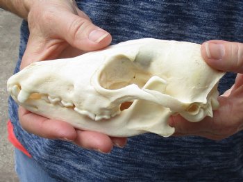  African Black-Backed Jackal Skull, 6-3/4 inches, available for purchase $55