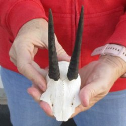 Grey Duiker Skull Plate with 4" Horns - $36