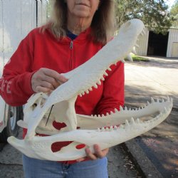 22" Florida Alligator Skull - $350