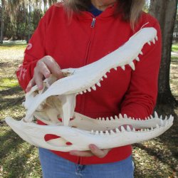 B-Grade 17" Florida Alligator Skull - $140