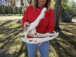 B-Grade 17-1/4" Florida Alligator Skull - $150