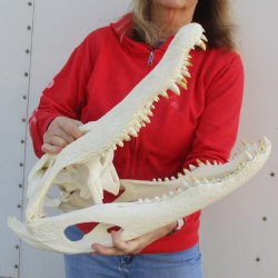 21-3/4" Florida Alligator Skull - $325