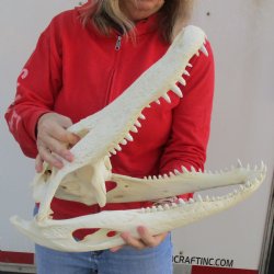 20" Florida Alligator Skull - $250