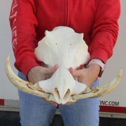 A-Grade 14" African Warthog Skull with 10" Ivory Tusks - $175