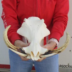 A-Grade 14" African Warthog Skull with 11" Ivory Tusks - $185