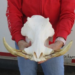 A-Grade 14" African Warthog Skull with 9-10" Ivory Tusks - $165