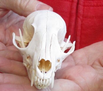 4-1/2 inches Real South African Cape Fox Skull, available for sale $40
