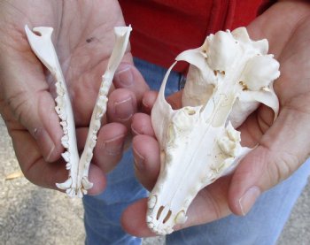 4-1/2 inches Real South African Cape Fox Skull, available for sale $40