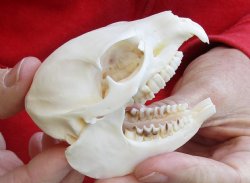 A-Grade African Hyrax skull measuring 3 inches long and 1-1/2 inches wide for sale $45