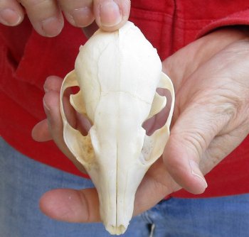 4-1/4 inches Real South African Cape Fox Skull, Good quality, for $40