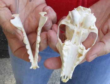 4-1/4 inches Real South African Cape Fox Skull, Good quality, for $40