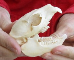 African Hyrax (Procavia capensis) skull measuring 3-1/4 inches long and 1-3/4 inches wide for sale $40