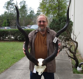African Kudu Skull Plate with 43" & 44" Horns - $200