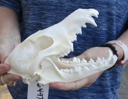 Genuine A-Grade Coyote skull 7-3/4 x 3-3/4 inches for sale for $39