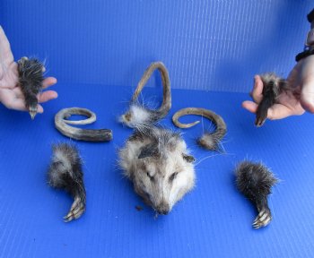Preserved Opossum Head with 3 Tails and 4 Legs - Buy now for $40
