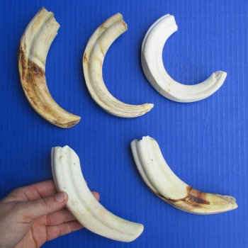 B-Grade 7" to 8-3/4" Ivory Tusks from African Warthogs, 5 pc - $50