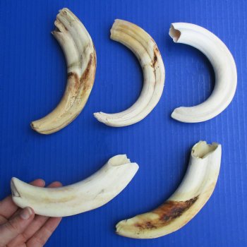 B-Grade 7" to 8-3/4" Ivory Tusks from African Warthogs, 5 pc - $50
