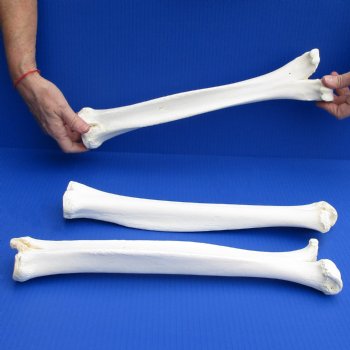3 B-Grade Camel Leg Bones, 15 to 17" - $25