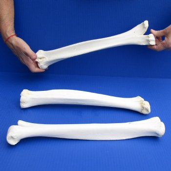3 B-Grade Camel Leg Bones, 15 to 17" - $25